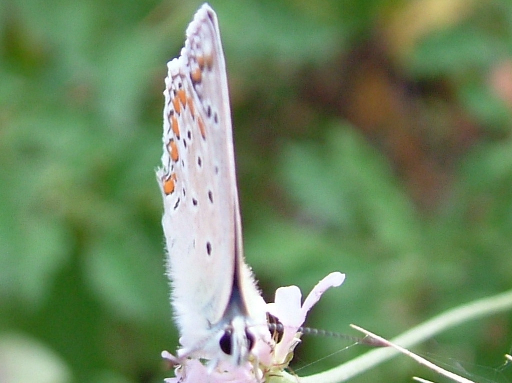 Polyommatus icarus : la mia prima farfalla...